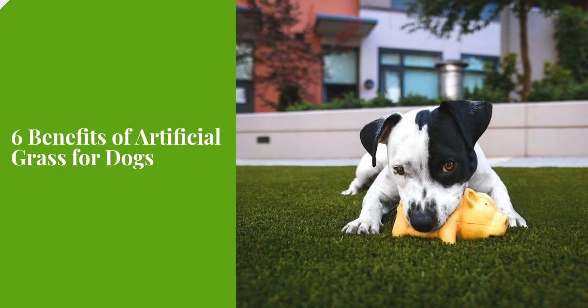 Benefits of Artificial Grass for Dogs